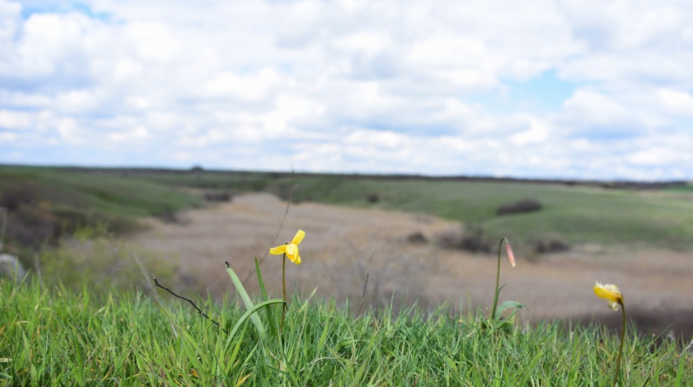 Желтый мир Бургусты
