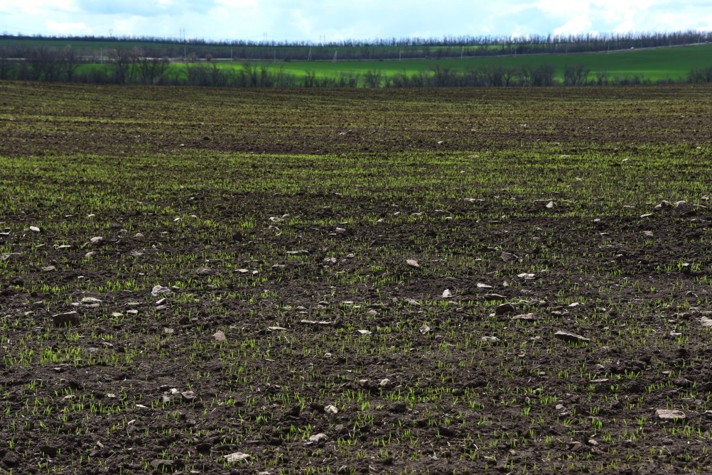 Желтый мир Бургусты