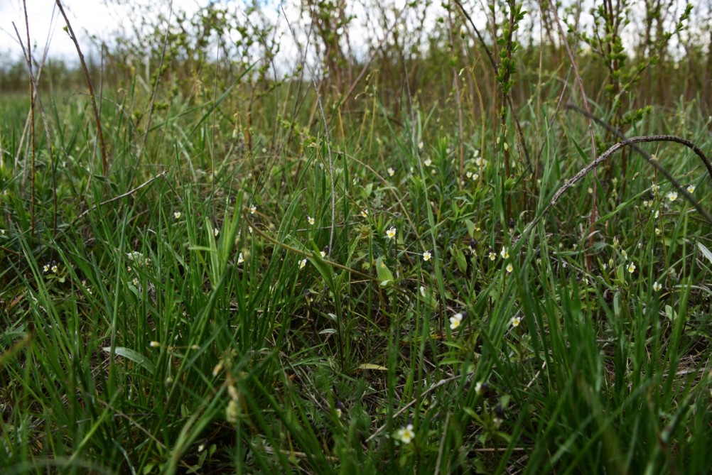 Желтый мир Бургусты