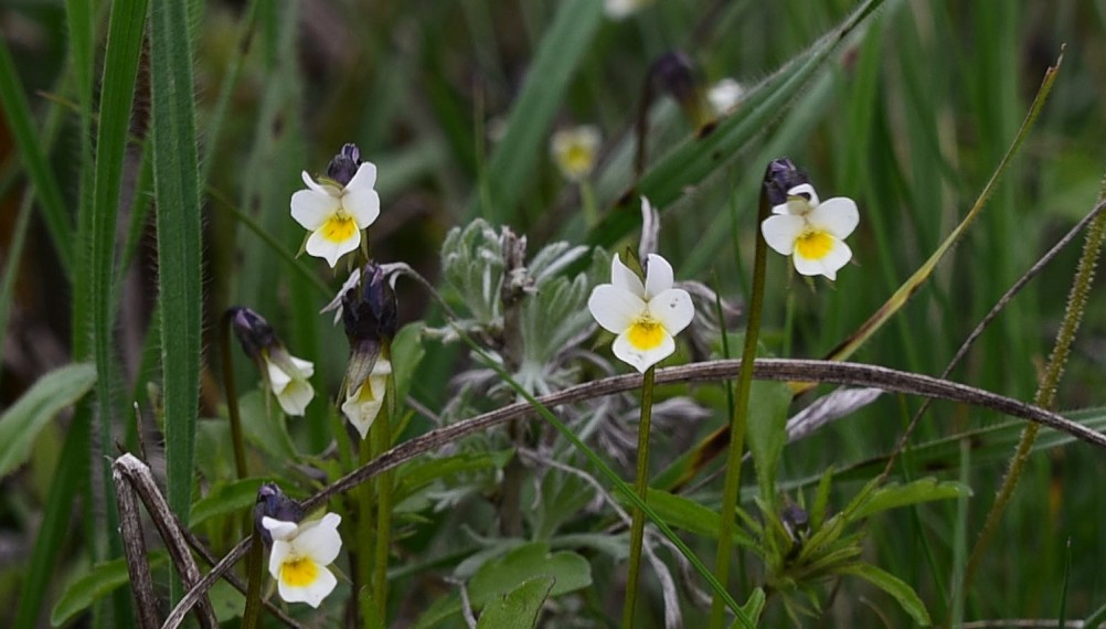 Желтый мир Бургусты