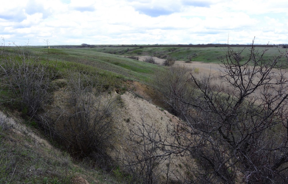 Желтый мир Бургусты