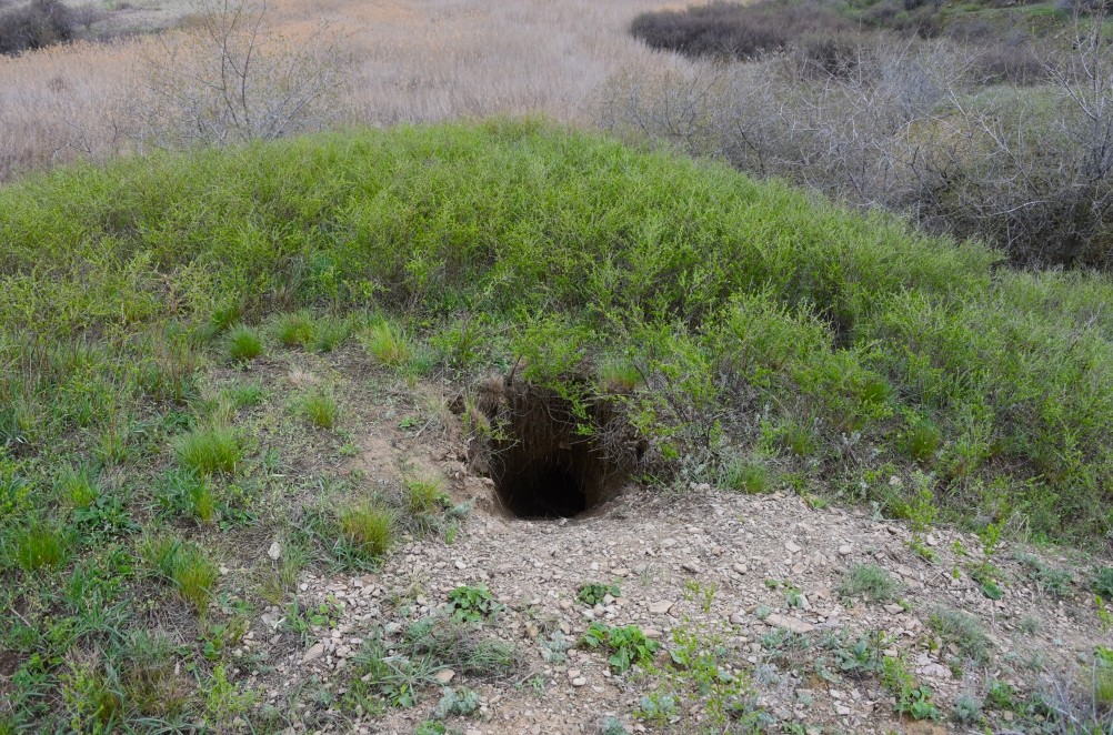 Желтый мир Бургусты