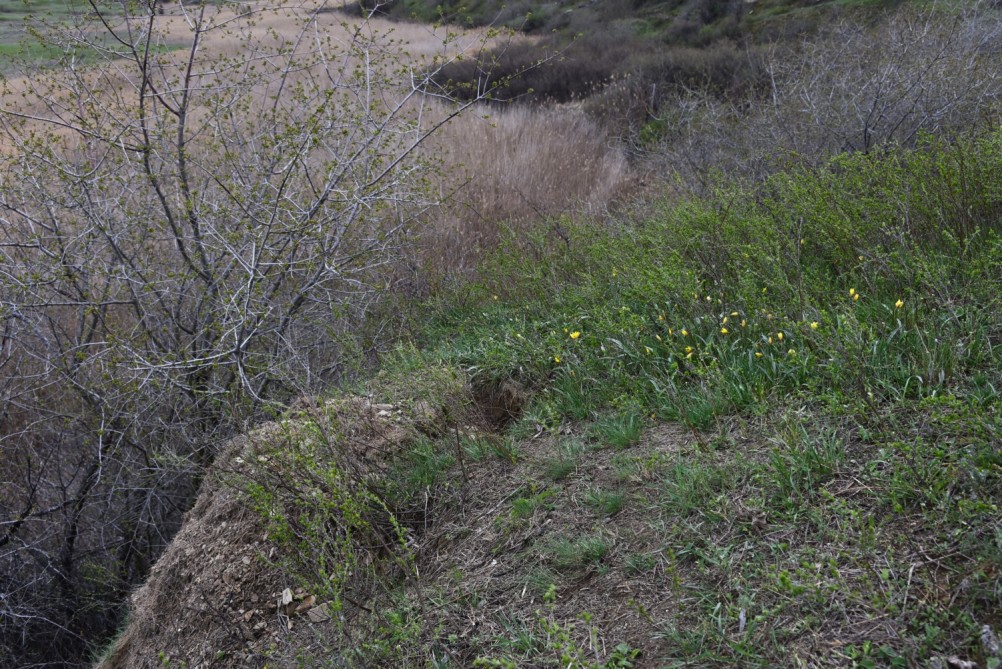 Желтый мир Бургусты