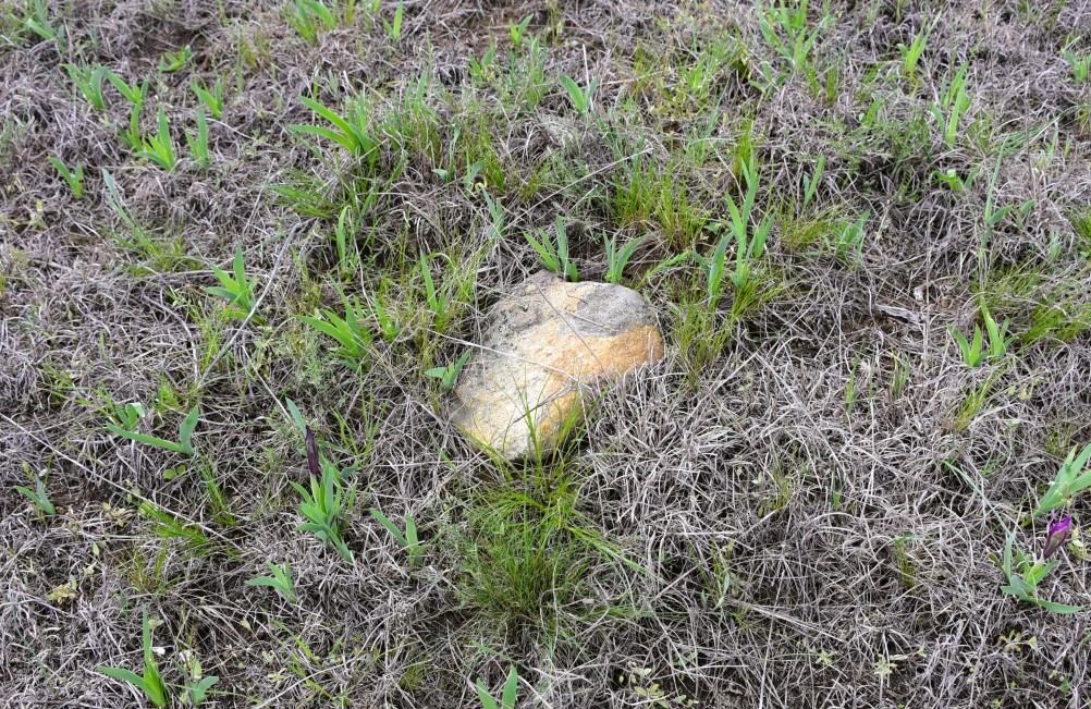 Желтый мир Бургусты