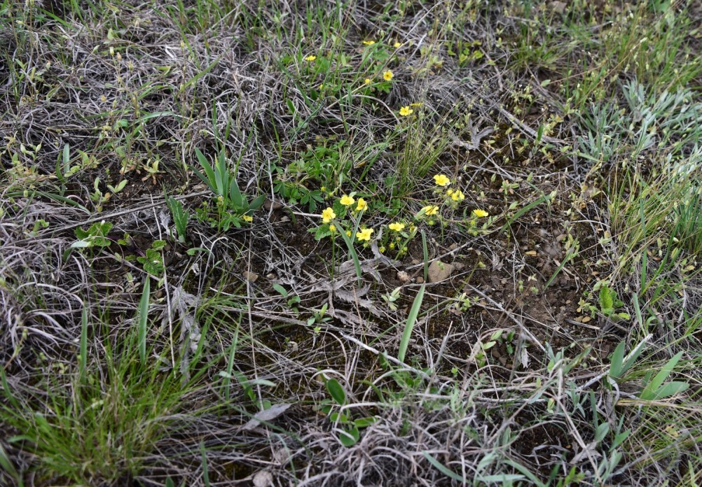 Желтый мир Бургусты