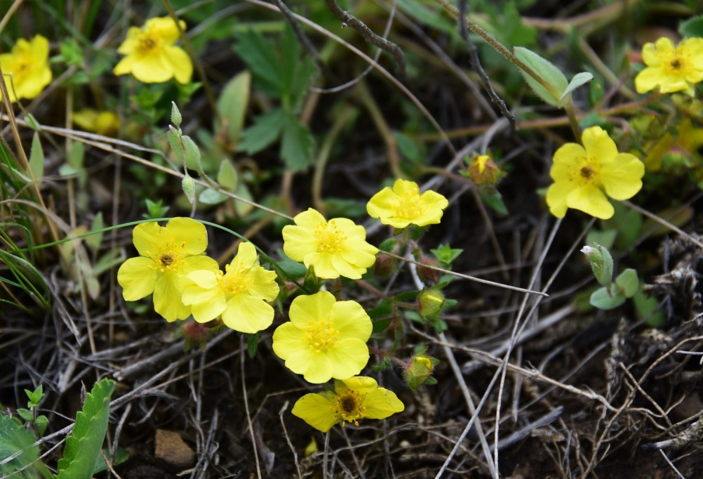 Желтый мир Бургусты