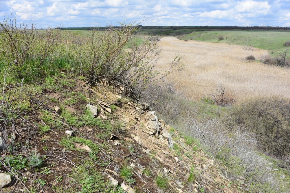 Желтый мир Бургусты