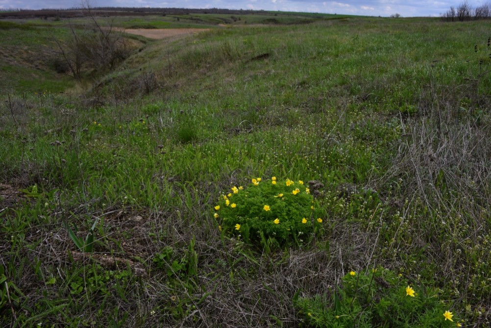 Желтый мир Бургусты