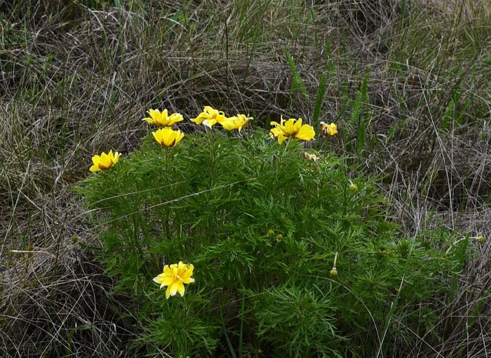 Желтый мир Бургусты