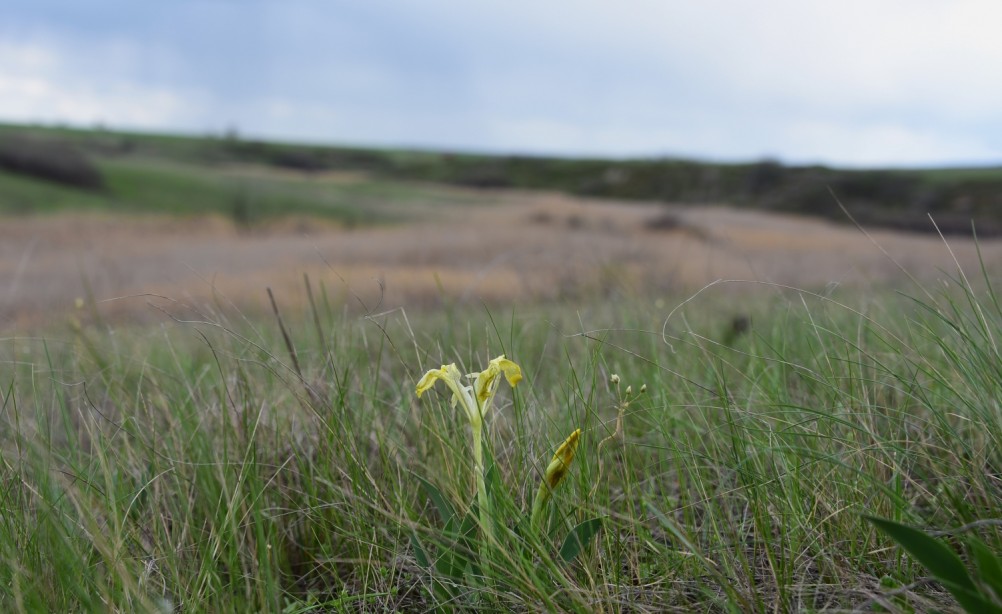 Желтый мир Бургусты