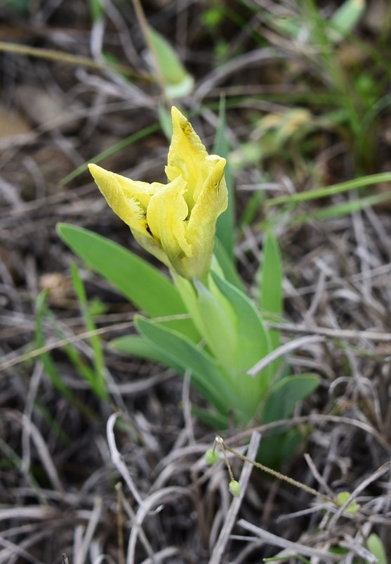 Желтый мир Бургусты