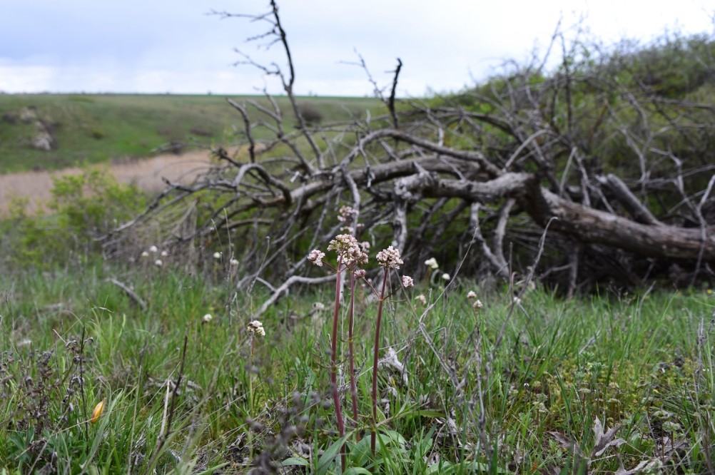 Желтый мир Бургусты