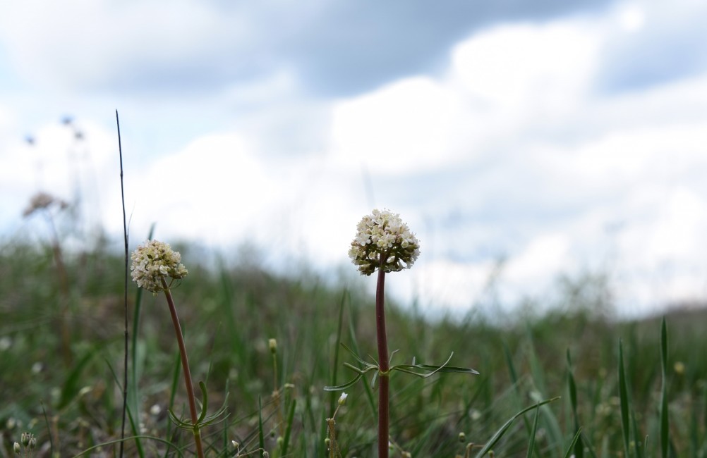 Желтый мир Бургусты
