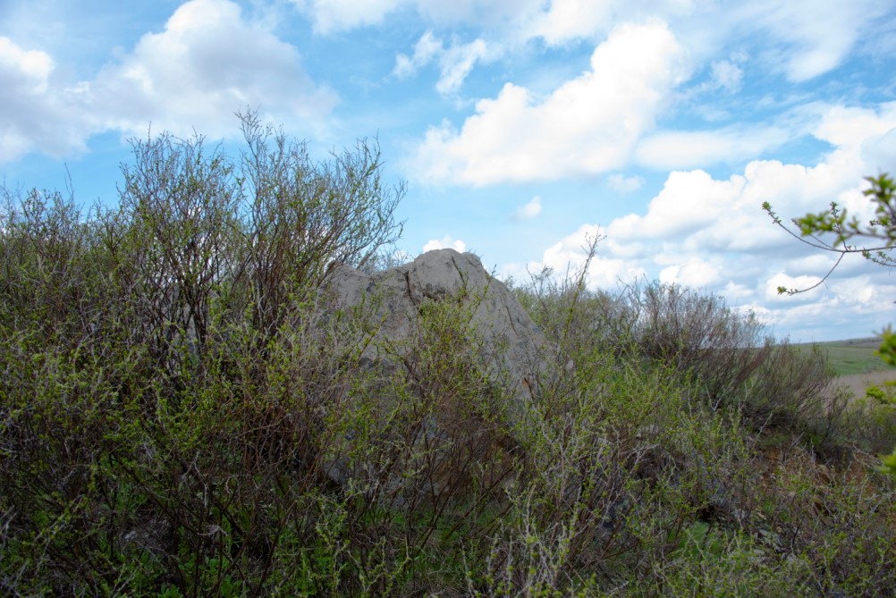 Желтый мир Бургусты