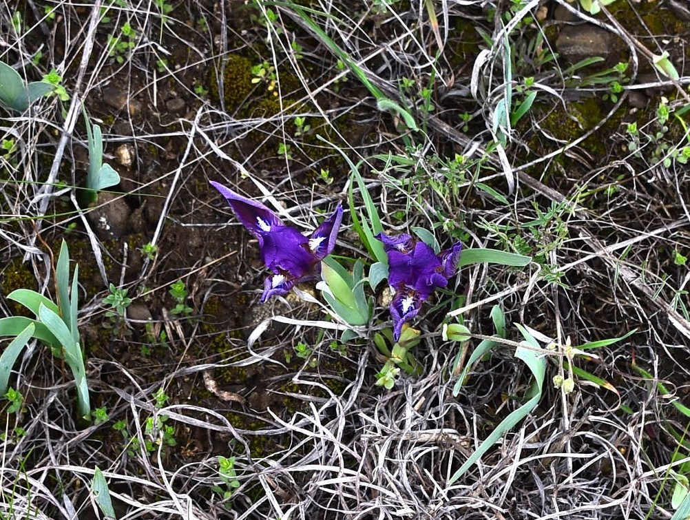 Желтый мир Бургусты