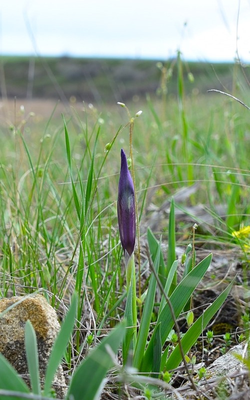 Желтый мир Бургусты