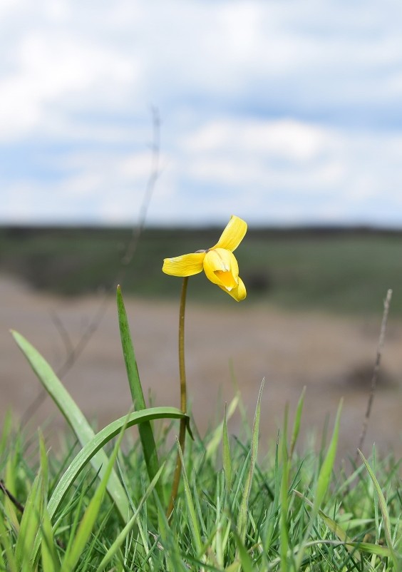 Желтый мир Бургусты