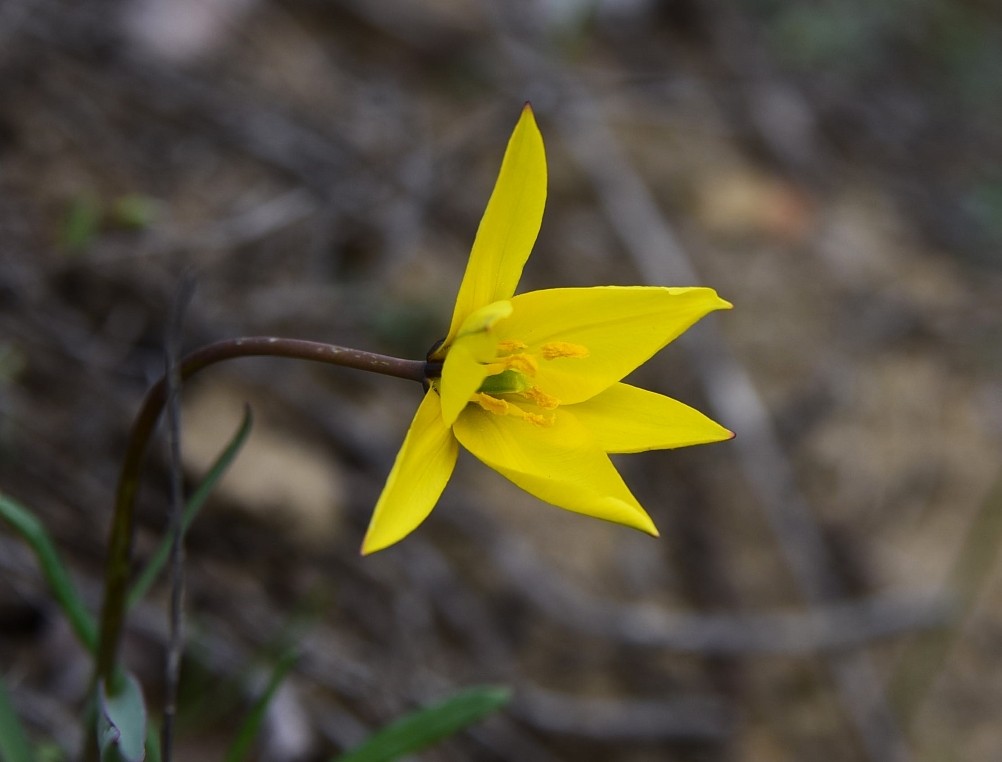 Желтый мир Бургусты