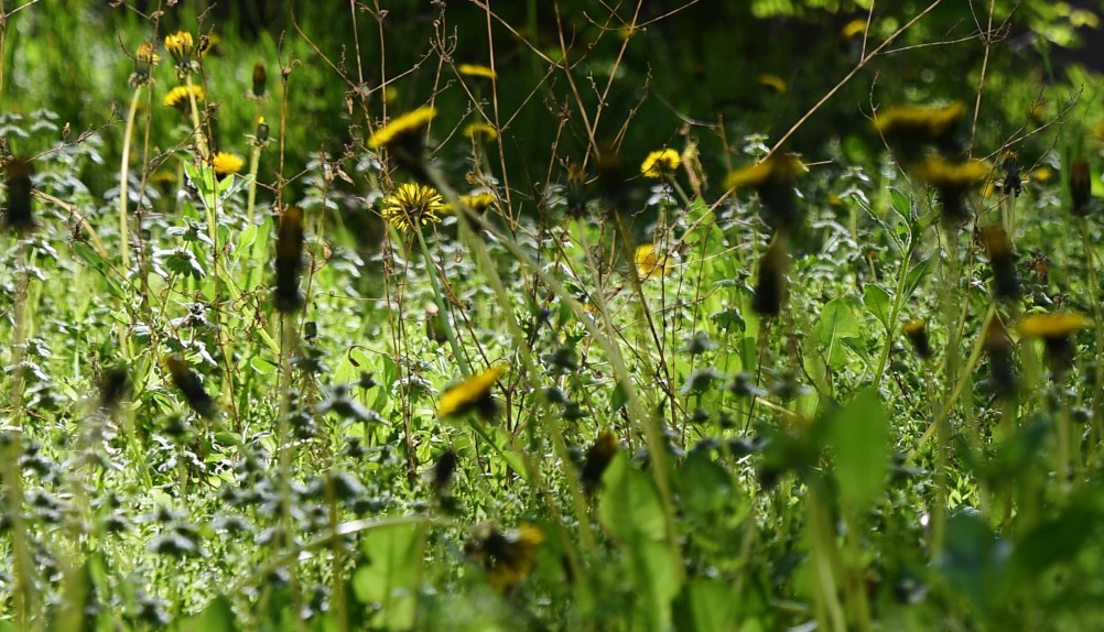Одуванчики в апреле