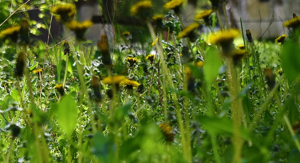 Одуванчики в апреле