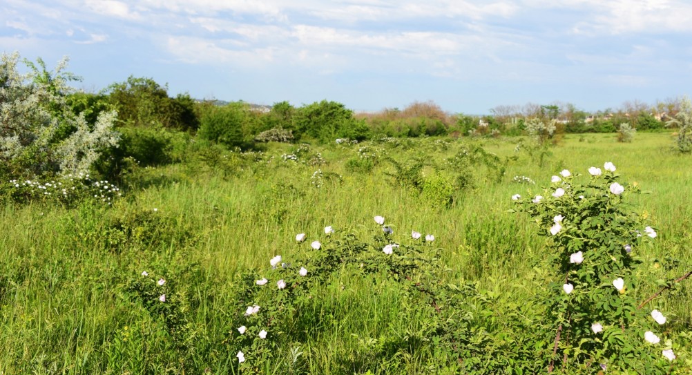 Балка Клиновая, шиповник