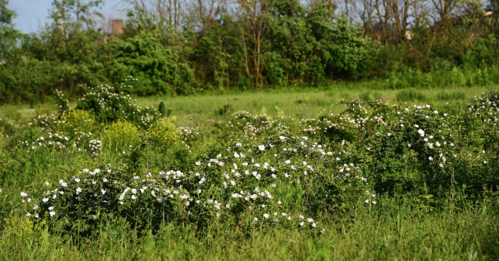 Балка Клиновая, шиповник