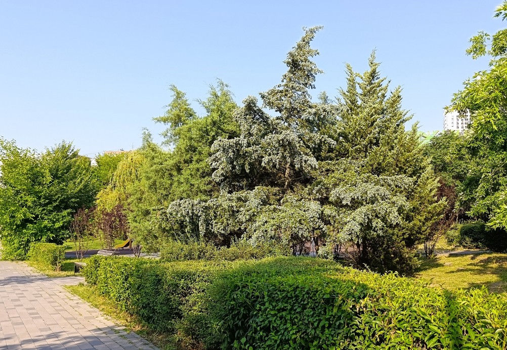 Можжевельник в парке "Дружба"