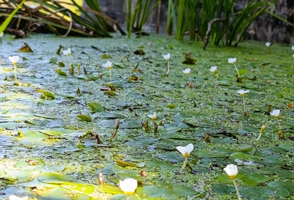 Белая скала на Калитве, водяной и старая гребля