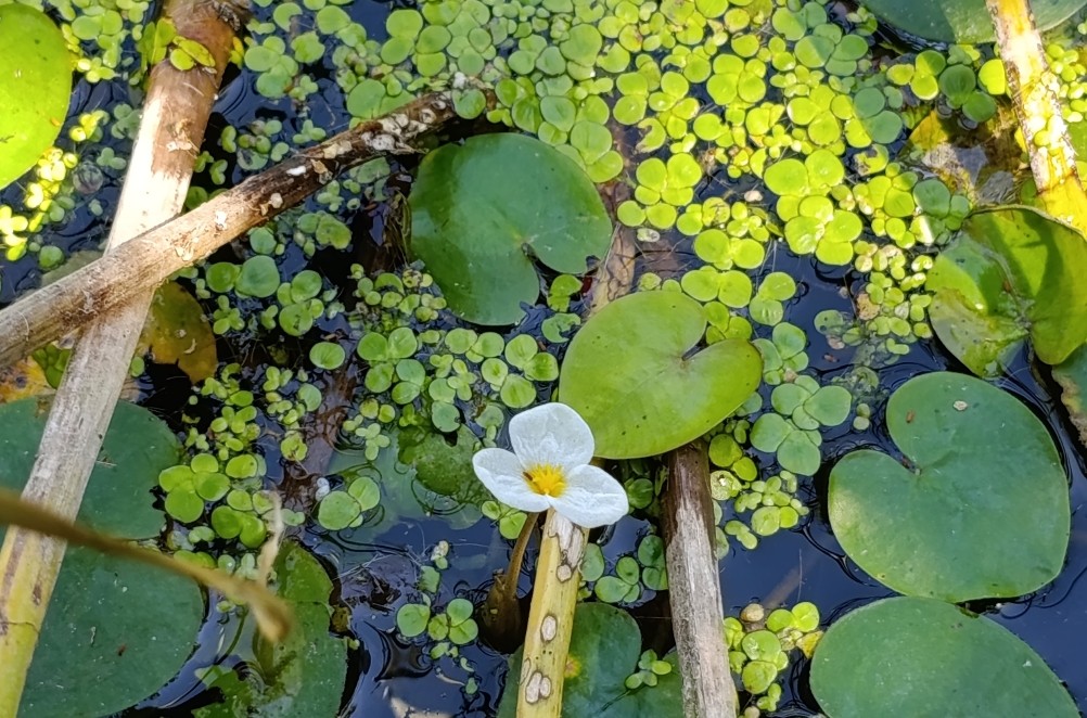 Белая скала на Калитве, водяной и старая гребля