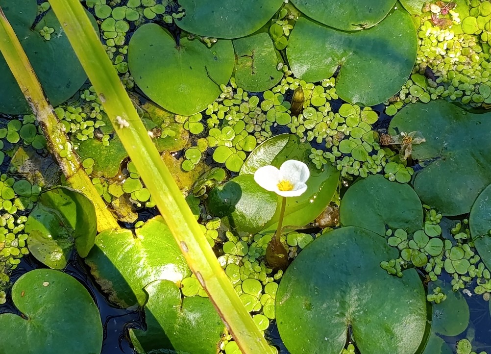 Белая скала на Калитве, водяной и старая гребля