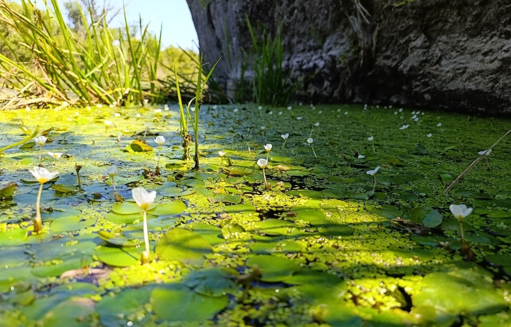 Белая скала на Калитве, водяной и старая гребля