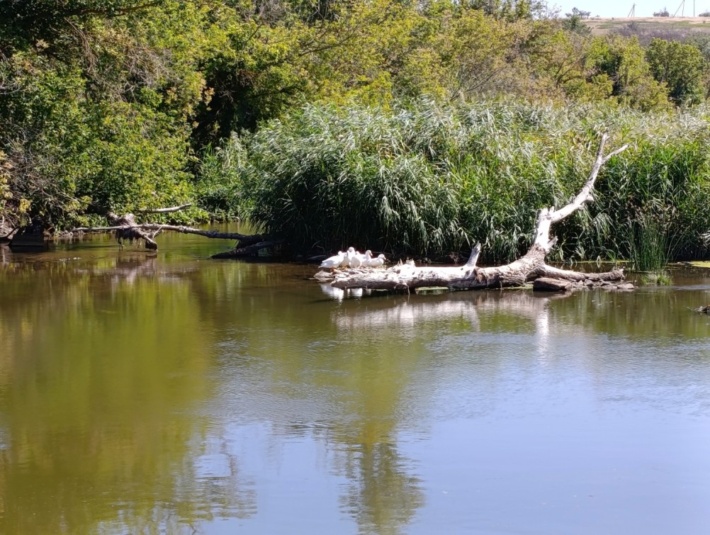 Белая скала на Калитве, водяной и старая гребля