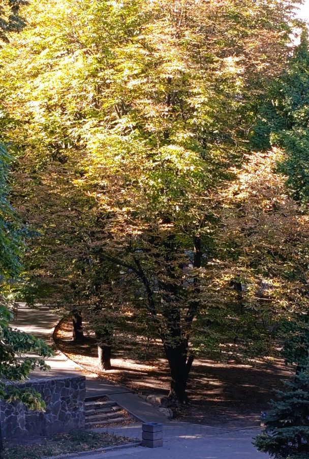 Осень в парке