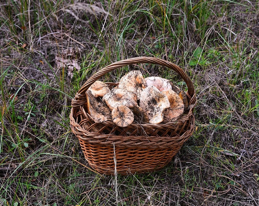 рыжики