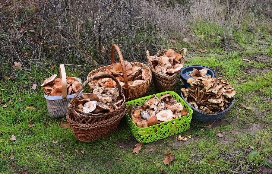 рыжики