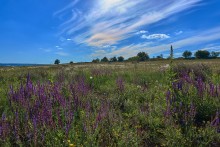 Затем путь проходит через старую дорогу, через цветущие поля к Садкам.
