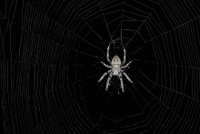 Ночные хищники. По другому их не назвать, ибо днем не могу найти даже паутину.