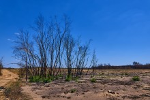 Как обычно решил заехать в Кундрюченские пески. Просто сердце кровью обливается от того, что стало с прекрасным лесом после пожара.