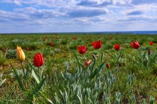 Дикие тюльпаны
