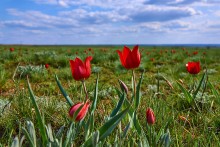 Дикие тюльпаны