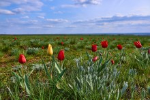 Дикие тюльпаны
