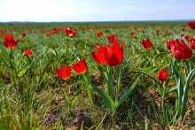 Дикие тюльпаны