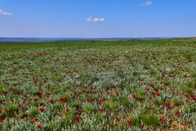 Дикие тюльпаны