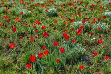 Дикие тюльпаны