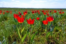 Дикие тюльпаны