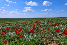 Дикие тюльпаны