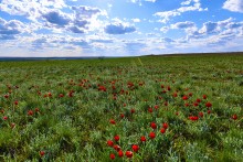 Дикие тюльпаны