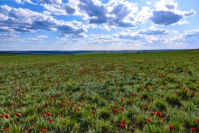 Дикие тюльпаны