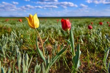 Дикие тюльпаны