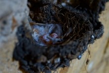 Вокзал, Донецкий кряж, железная дорога, ласточка, гнездо